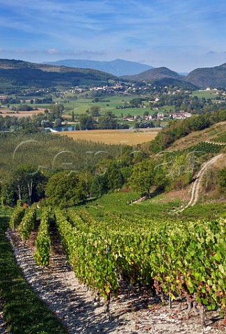 Altesse grapes in vineyard of La Cave de Prieur above the River Rhne at JongieuxleHaut Savoie France  Roussette de Savoie Cru Marestel