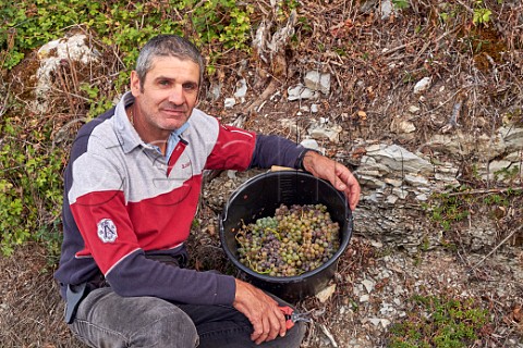 Pascal Barlet with harvested Altesse grapes by a limestone soil profile in vineyard of La Cave de Prieur JongieuxleHaut Savoie France  Roussette de Savoie Cru Marestel