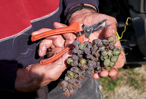 Bunch of botrytised Altesse grapes from vineyard of La Cave de Prieur JongieuxleHaut Savoie France  Roussette de Savoie Cru Marestel