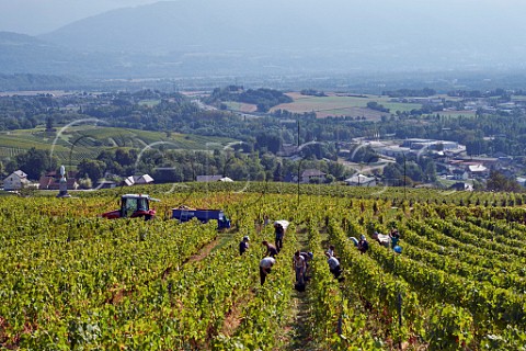 Harvesting Jacqure grapes in vineyard of JeanFranois Quenard Chignin Savoie France