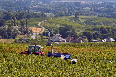 Harvesting Jacqure grapes in vineyard of JeanFranois Quenard by the statue of Notre Dame des Champs et des Vignes Chignin Savoie France