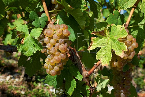 Bergeron grapes in vineyard of JeanFranois Quenard Chignin Savoie France Cru Chignin Bergeron