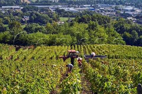 Picking Mondeuse grapes in vineyard of Chteau de Mrande Arbin Savoie France