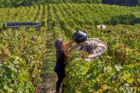 Picking Mondeuse grapes in vineyard of Chteau de Mrande Arbin Savoie France