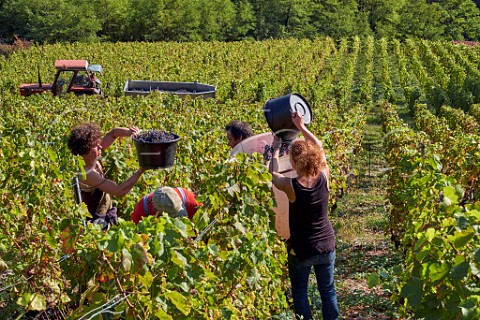 Picking Mondeuse grapes in vineyard of Chteau de Mrande Arbin Savoie France