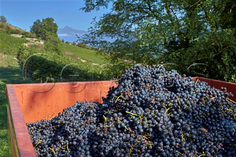 Trailer of harvested Mondeuse grapes from vineyard of Chteau de Mrande Arbin Savoie France