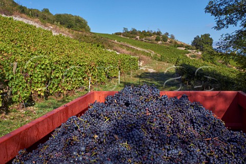Trailer of harvested Mondeuse grapes from vineyard of Chteau de Mrande Arbin Savoie France