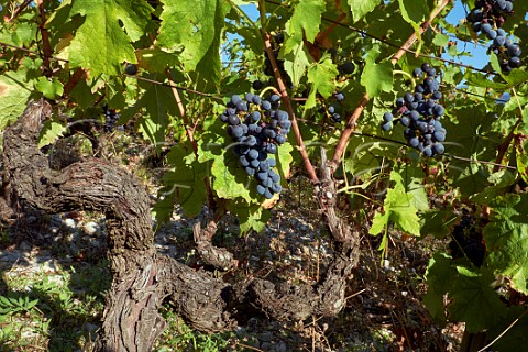Mondeuse grapes on old vine Arbin Savoie France