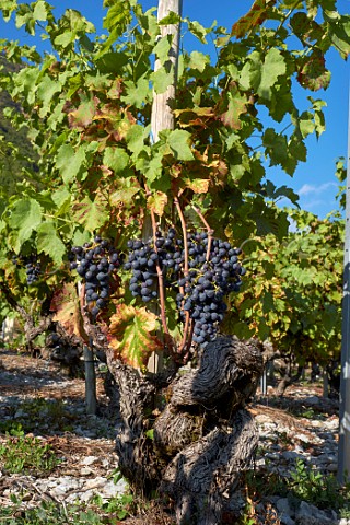 Mondeuse grapes on old vine trained sur chalas Arbin Savoie France