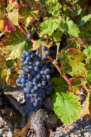 Mondeuse grapes on old vine trained sur chalas Arbin Savoie France