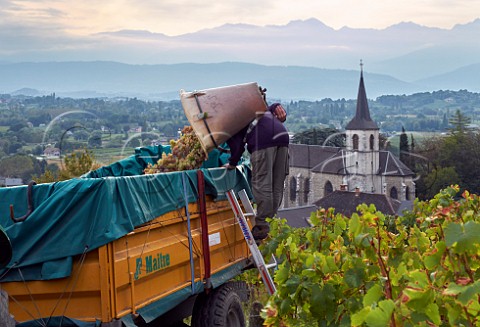 Harvesting Jacqure grapes in vineyard of Cellier du Palais by Eglise StPierre Apremont Savoie France Cru Apremont
