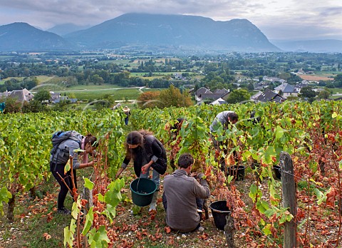 Harvesting Jacqure grapes in vineyard of Cellier du Palais Apremont Savoie France Cru Apremont