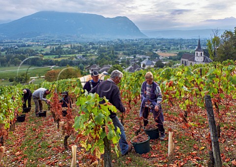 Harvesting Jacqure grapes in vineyard of Cellier du Palais by Eglise StPierre Apremont Savoie France Cru Apremont
