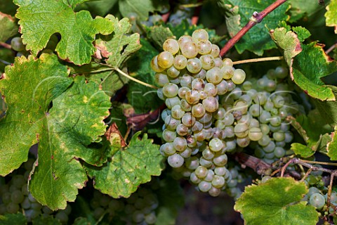 Gringet grapes in vineyard of Domaine Belluard Le Feu Ayze HauteSavoie France