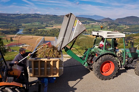 Harvested Altesse grapes from vineyard of La Cave de Prieur above the River Rhne at JongieuxleHaut Savoie France  Roussette de Savoie Cru Marestel