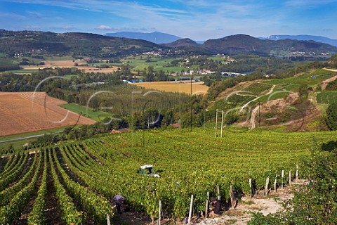 Harvesting Altesse grapes in vineyard of La Cave de Prieur above the River Rhne at JongieuxleHaut Savoie France  Roussette de Savoie Cru Marestel