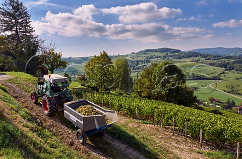 Harvested Altesse grapes from vineyard of La Cave de Prieur above the River Rhne at JongieuxleHaut Savoie France  Roussette de Savoie Cru Marestel