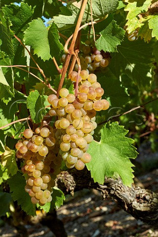 Altesse grapes in vineyard of La Cave de Prieur at JongieuxleHaut Savoie France  Roussette de Savoie Cru Marestel