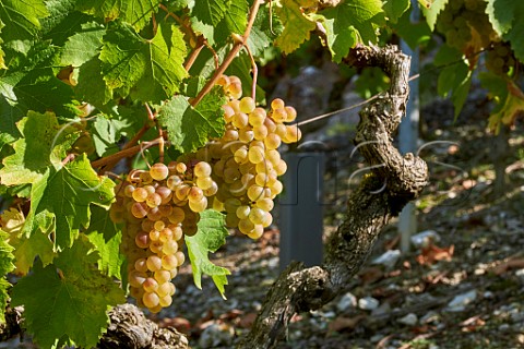 Altesse grapes in vineyard of La Cave de Prieur at JongieuxleHaut Savoie France  Roussette de Savoie Cru Marestel