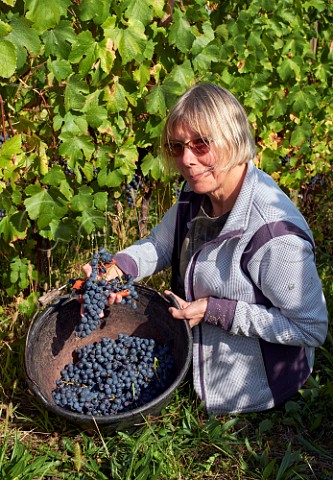 Wink Lorch author and expert on the wines of Savoie harvesting Persan grapes in vineyard of Domaine Giachino La Palud Chapareillan Savoie France