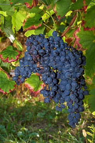 Persan grapes in vineyard of Domaine Giachino La Palud Chapareillan Savoie France