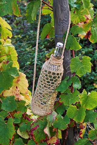 Pickers water bottle in Persan vineyard of Domaine Giachino La Palud Chapareillan Savoie France