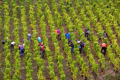 Harvesting Gringet grapes in vineyard of Domaine Belluard  Ayze HauteSavoie France