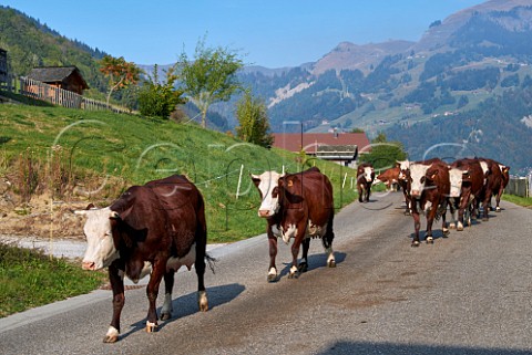 Abondance cows being herded along road to go for milking Le Grand Bornand HauteSavoie France