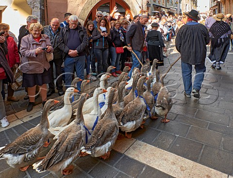 Flock of geese being driven through the streets during the Retour des Alpages festival Annecy HauteSavoie France