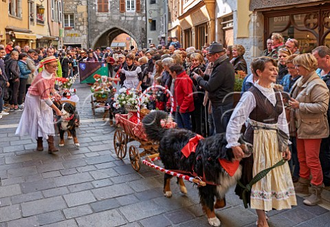 Bernese Mountain Dogs pulling carts during the Retour des Alpages festival Annecy HauteSavoie France