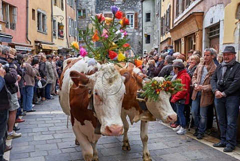 Decorated Montbliarde cows during the Retour des Alpages festival Annecy HauteSavoie France
