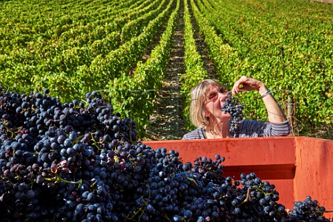 Wink Lorch author and expert on the wines of Savoie tasting Mondeuse grapes in vineyard of Chteau de Mrande Arbin Savoie France