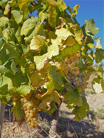 Arinto grapes in vineyard of Quinta de Chocapalha Aldeia Galega Estremadura Portugal  Alenquer