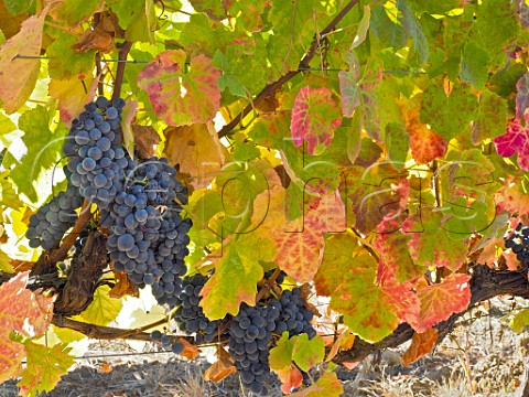 Touriga Nacional grapes in vineyard of Quinta de Chocapalha Aldeia Galega Estremadura Portugal Alenquer