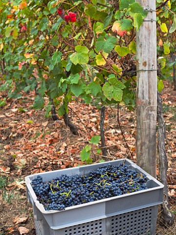 Crate of Touriga Nacional grapes in vineyard of Casal Santa Maria Colares Estremadura Portugal