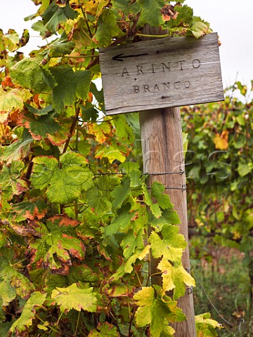 Post in Arinto vineyard of Casal Santa Maria Colares Estremadura Portugal Colares