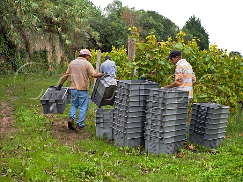 Pickers in Arinto vineyard of Casal Santa Maria Colares Estremadura Portugal