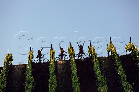 Three girls with bikes in Syrah vineyard of Kingston Family Casablanca Valley Chile