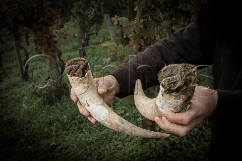 Cow horns filled with manure to make biodynamic horn manure 500 On right is one freshly filled and on left is after being buried in the soil through the winter  Chteau Mazeyres Pomerol Gironde France  Pomerol  Bordeaux