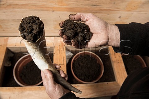 Cow horn filled with manure to make biodynamic horn manure 500 after having been buried in the soil during the winter months Chteau Mazeyres Pomerol Gironde France  Pomerol  Bordeaux