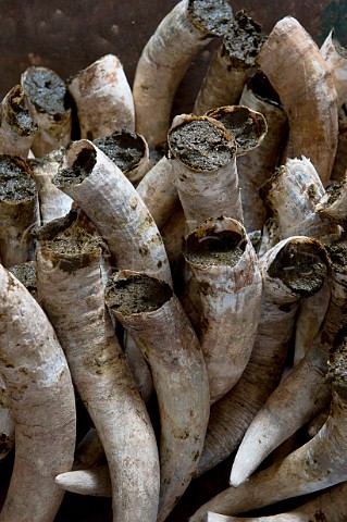 Cow horns filled with fresh manure ready to be buried in the soil during the winter months to make biodynamic horn manure 500 Chteau Mazeyres Pomerol Gironde France  Pomerol  Bordeaux