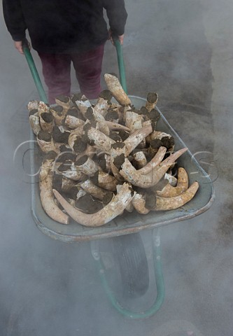 Cow horns filled with fresh manure ready to be buried in the soil for the winter months to make biodynamic horn manure 500 Chteau Mazeyres Pomerol Gironde France  Pomerol  Bordeaux