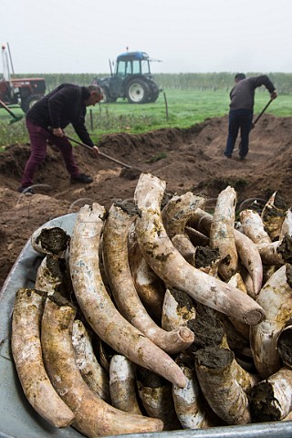 Cow horns filled with fresh manure ready for burying in the soil to make biodynamic horn manure 500 Chteau Mazeyres Pomerol Gironde France  Pomerol  Bordeaux