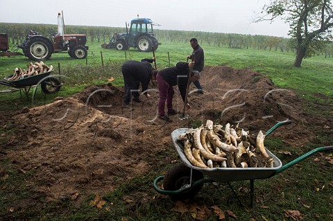 Cow horns filled with fresh manure ready for burying in the soil to make biodynamic horn manure 500 Chteau Mazeyres Pomerol Gironde France  Pomerol  Bordeaux