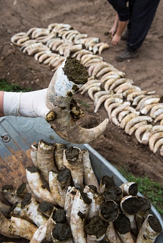 Cow horns filled with fresh manure being buried in the soil for the winter months to make biodynamic horn manure 500 Chteau Mazeyres Pomerol Gironde France  Pomerol  Bordeaux