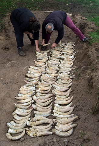 Cow horns filled with fresh manure being buried in the soil for the winter months to make biodynamic horn manure 500 Chteau Mazeyres Pomerol Gironde France  Pomerol  Bordeaux