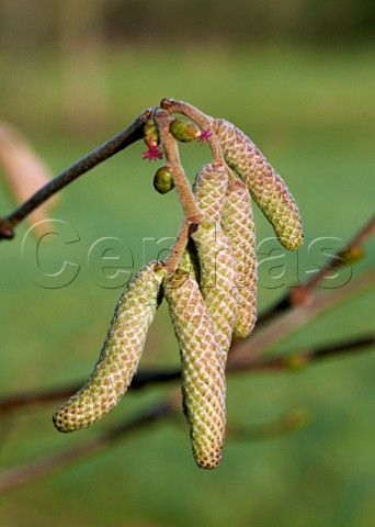 Hazel catkins male and flowers female in December   Hurst Meadows West Molesey Surrey England