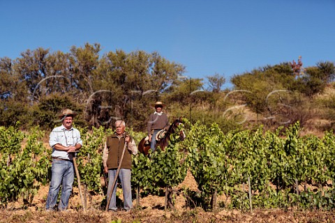 Derek Mossman Knapp left of Garage Wine Company with farmers Tio Geraldo and Nivaldo Morales on horse in their Grenache vineyard Sauzal Cauquenes Chile  Maule Valley