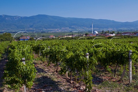 Vineyard at Baciky near Pamukova Sakarya province Turkey