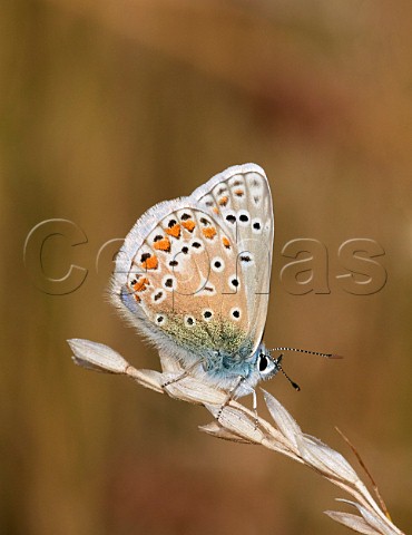 Common Blue perched on grass Hurst Park West Molesey Surrey UK